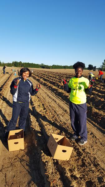 4-H volunteers gleaning sweet potatoes.